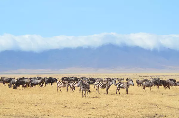Serengeti Migration Safari Packages